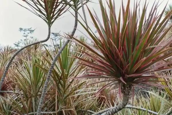 防辐射的植物有哪些，推荐仙人掌、吊兰等