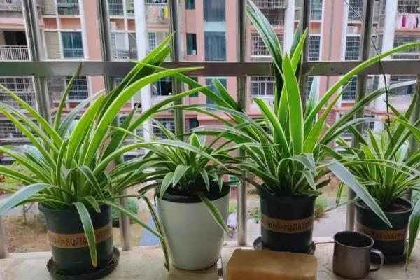 防辐射的植物有哪些，推荐仙人掌、吊兰等