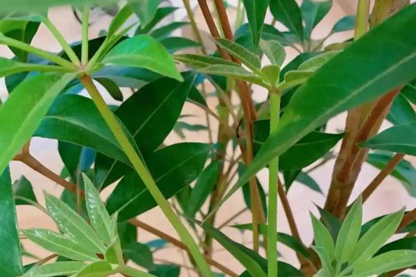 防辐射的植物有哪些，推荐仙人掌、吊兰等