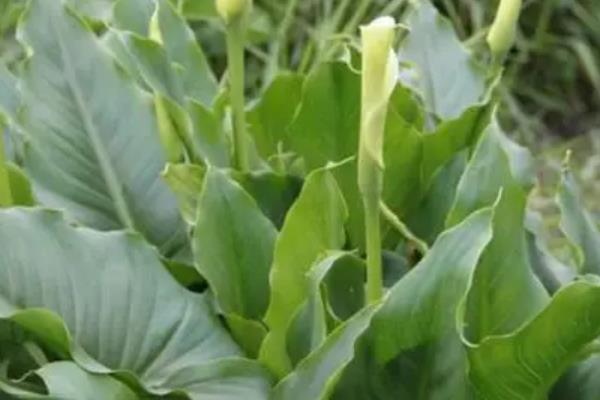 春天能不能种马蹄莲，春天适合种植马蹄莲
