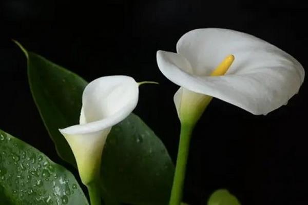 春天能不能种马蹄莲，春天适合种植马蹄莲