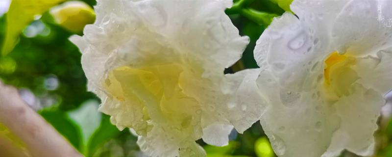 水晶茉莉的修剪方法，发芽前适当截短弱枝、老枝等