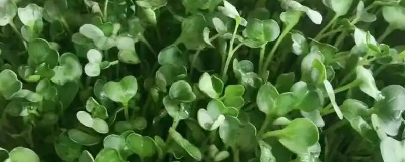 萝卜芽苗菜的无土栽培技术，首先要选择饱满，大粒的种子