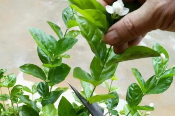 水晶茉莉的修剪方法，发芽前适当截短弱枝、老枝等