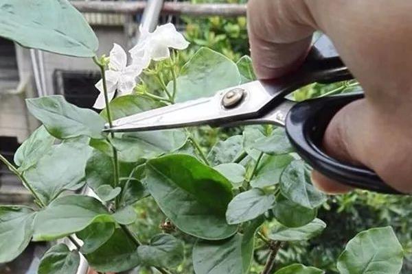 水晶茉莉的修剪方法，发芽前适当截短弱枝、老枝等