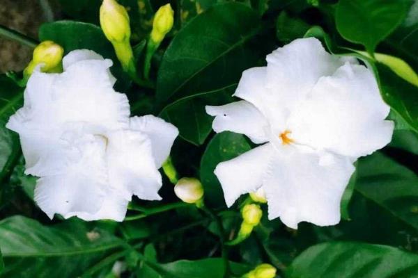 水晶茉莉的修剪方法，发芽前适当截短弱枝、老枝等