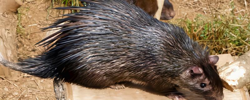 豪猪的刺能不能再生，豪猪的刺能再生