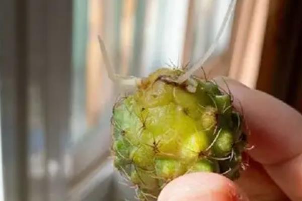 仙人球不生根如何解决，以下4种方式均有助于生根