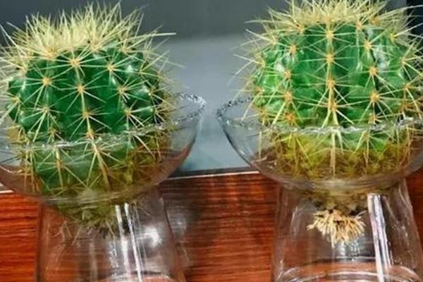 仙人球不生根如何解决，以下4种方式均有助于生根