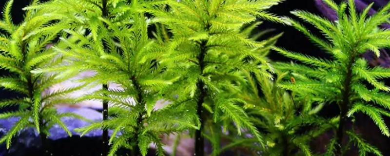 万年藓能不能种在水下，插入水中再用碎石固定即可