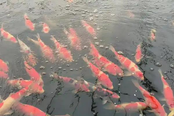 锦鲤如何过冬，首先要减少食物的投喂量