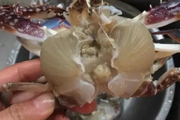 有蟹黄的螃蟹是什么蟹，是指母蟹
