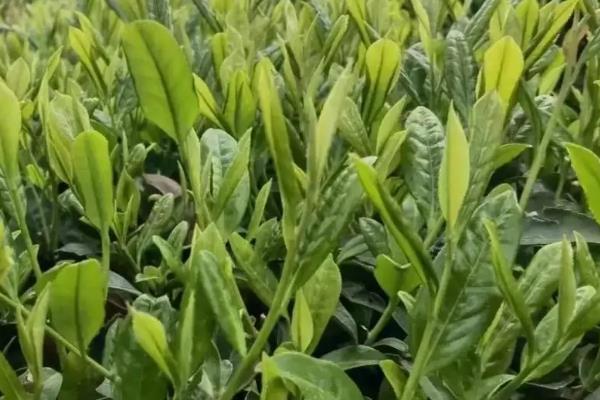 茶叶的种植条件，光照是茶树生存的首要条件