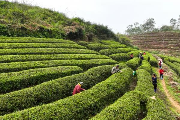茶叶的种植条件，光照是茶树生存的首要条件