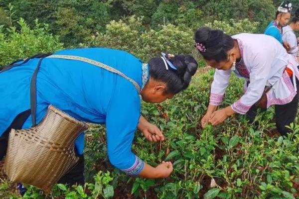 茶叶的种植条件，光照是茶树生存的首要条件