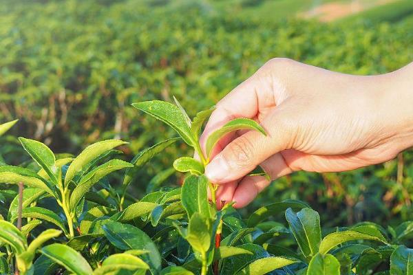 茶叶的种植条件，光照是茶树生存的首要条件