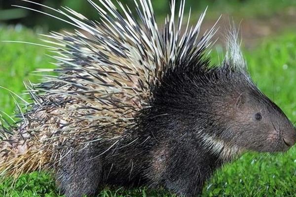 豪猪的刺能不能再生，豪猪的刺能再生