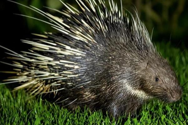 豪猪的刺能不能再生，豪猪的刺能再生