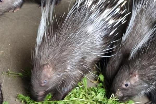 豪猪的刺能不能再生，豪猪的刺能再生