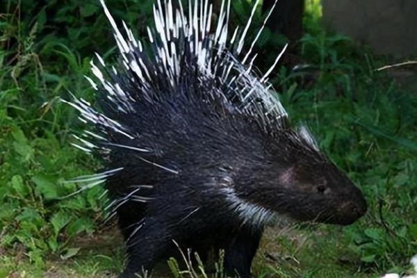 豪猪的刺能不能再生，豪猪的刺能再生