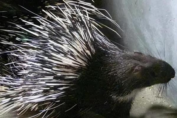 豪猪的刺能不能再生，豪猪的刺能再生