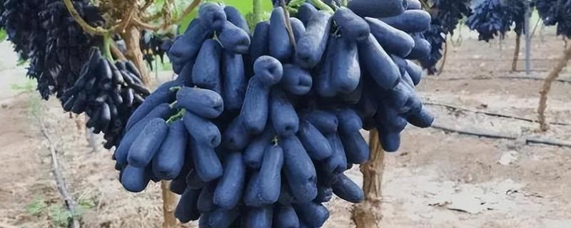 哪些作物的种植前景比较好，当前可以考虑蓝宝石葡萄、白草莓、秋葵等果蔬