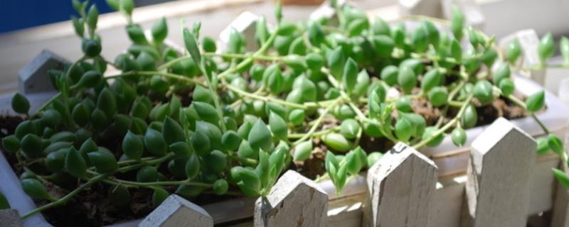 佛珠吊兰与珍珠吊兰的区别是什么,叶片、花朵和生长习性均不同