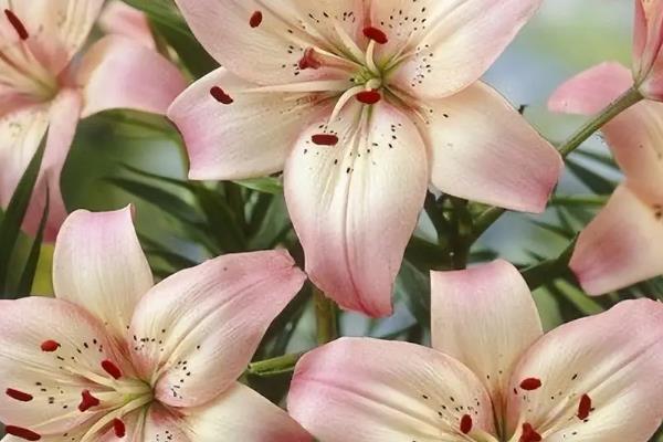 百合花苞发黄掉落的原因是什么，可能是浇水过多或缺乏光照所致