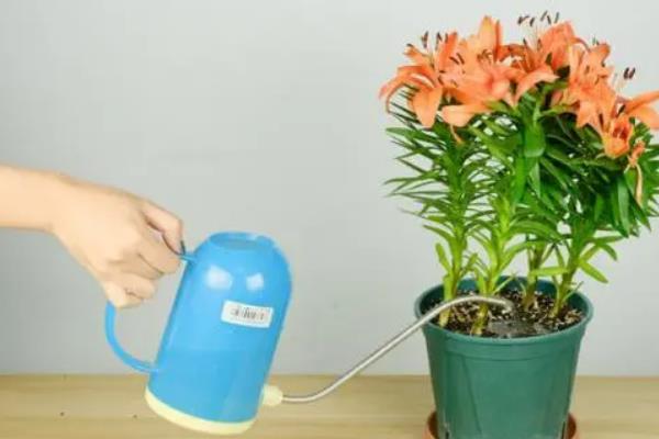 百合花苞发黄掉落的原因是什么，可能是浇水过多或缺乏光照所致