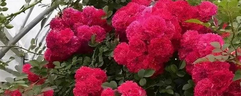 如何种植红木香，春季和秋季均可种植