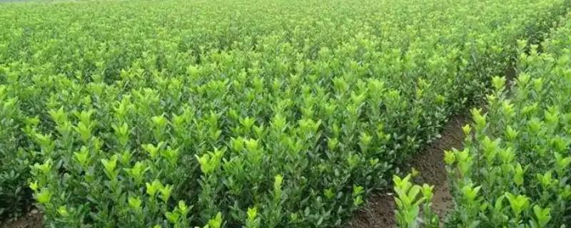 冬青树苗的栽种方法，浇水时不可出现积水情况