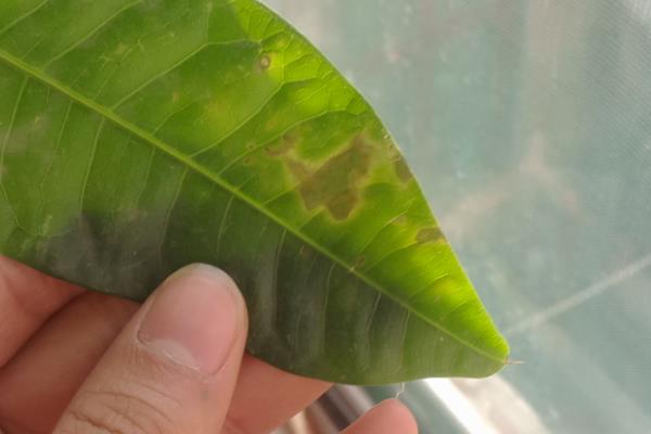 发财树黄褐斑如何解决，需及时调整植株之间的种子距离