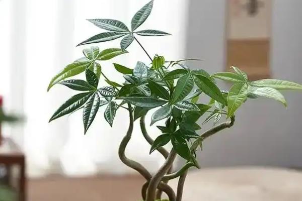 发财树黄褐斑如何解决，需及时调整植株之间的种子距离