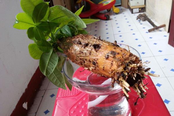发财树黄褐斑如何解决，需及时调整植株之间的种子距离