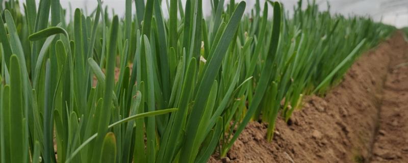 夏季能否种植韭菜，可以栽培但不利于植株旺长
