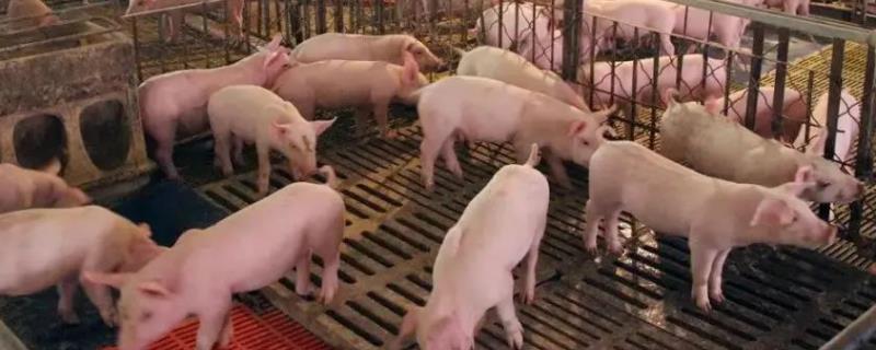 猪养殖多久能出栏，需要养6个月左右