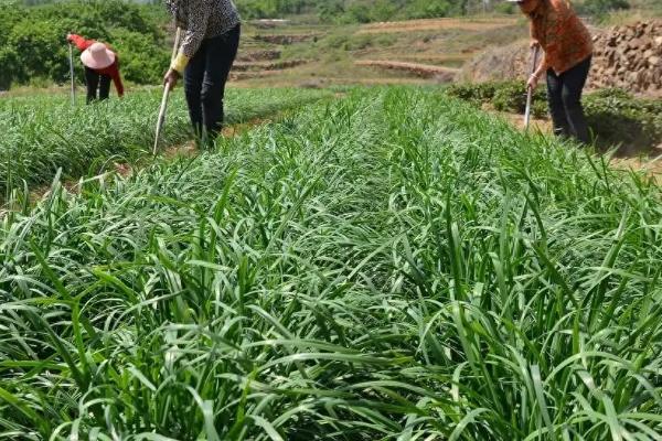 夏季能否种植韭菜，可以栽培但不利于植株旺长