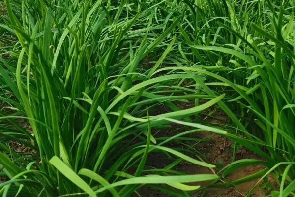 夏季能否种植韭菜，可以栽培但不利于植株旺长