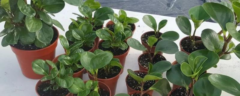 圆叶椒草要剪枝吗，要定期进行修剪