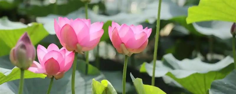 哪些花在夏季开放，包括荷花、向日葵、睡莲等品种