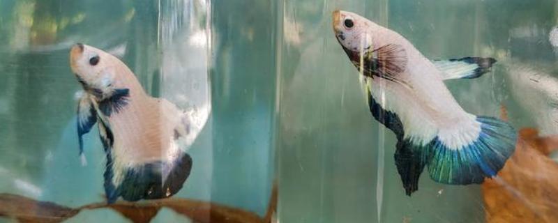 斗鱼小鱼怎么养，小斗鱼需要一天喂2-3次