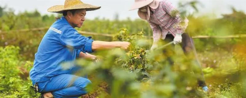 鹧鸪菜是哪种树的叶子，是野生鹧鸪茶树的大叶