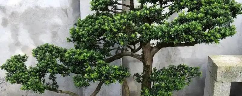 珍珠罗汉松怎么养殖，春秋季节每周浇一次水