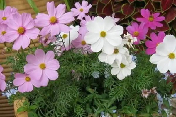 木洞格桑花的花期，最佳观赏期在七、八月份