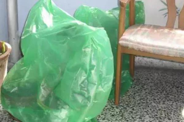 冬天如何给发财树套袋，需要把树冠和树干套住
