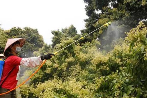 荔枝挂果到成熟需要多久，需要30-40天左右