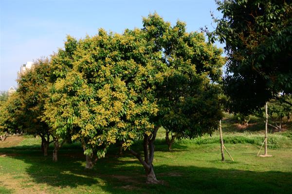 荔枝挂果到成熟需要多久，需要30-40天左右