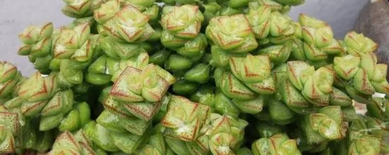 钱多多植物如何养殖，喜欢生长在光照比较充足环境中