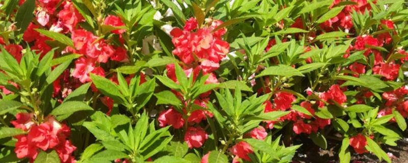 如何用凤仙花染指甲，捣碎后添加白醋再涂抹指甲