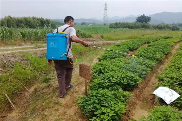 花生叶面喷肥的方法，不同肥料种类的喷施方法不同
